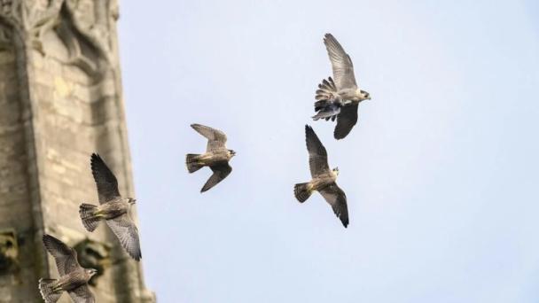 Quickline connectivity helps glimpse into peregrines’ lives